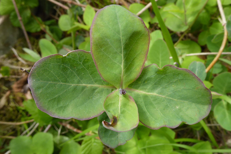 Lonicera caprifolium - Caprifoliaceae